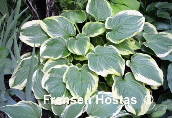 Hosta Daddy Boomer